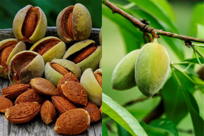 Миндаль Ялтинский: описание сорта, характеристики, особенности посадки ...