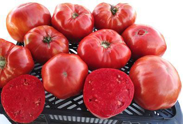 Томат Замок Шартр: описание сорта помидоров, характеристики ...