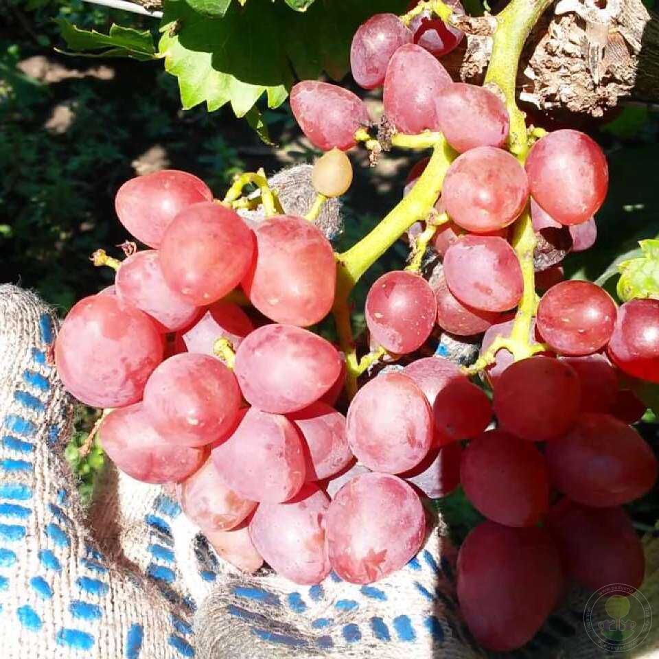 Кишмиш Яся Виноград Описание Сорта Фото Отзывы