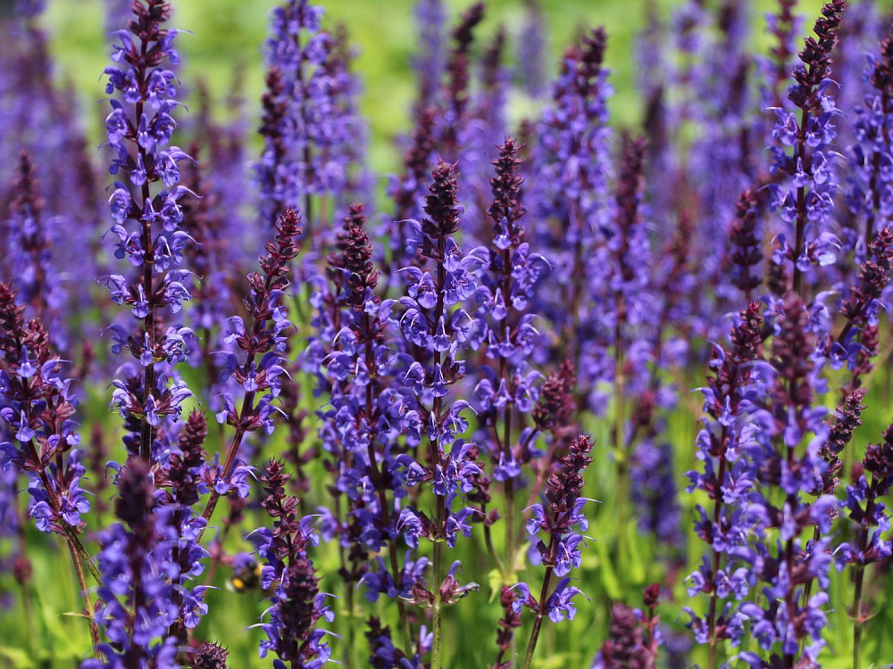 Шалфей (Сальвия) Блаукенигин: описание сорта, характеристики ...