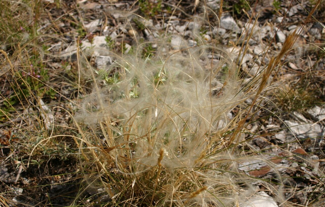 Ковыль род. Stipa pennata. Пырей ковылелистный. Ковыль перистый. Ковыль Каспийский.