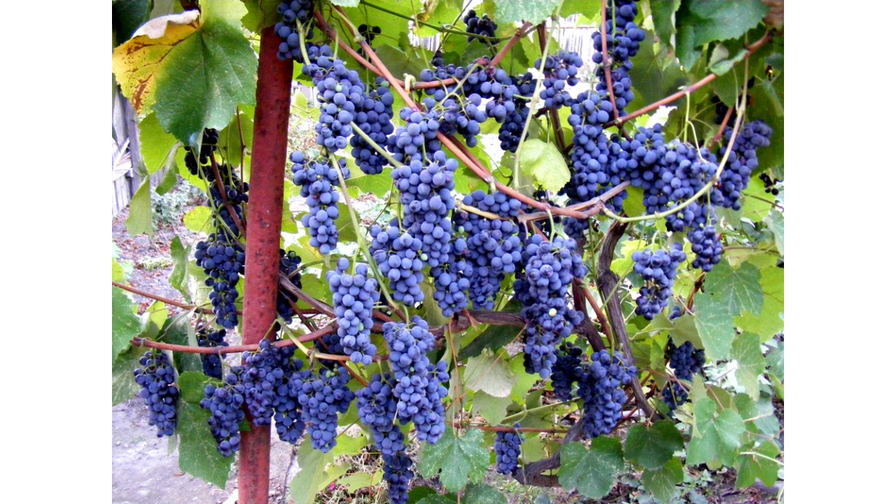 фото неукрывного винограда