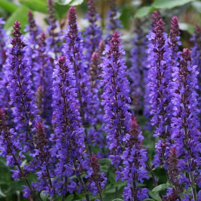 Шалфей Salvia nemorosa Night field