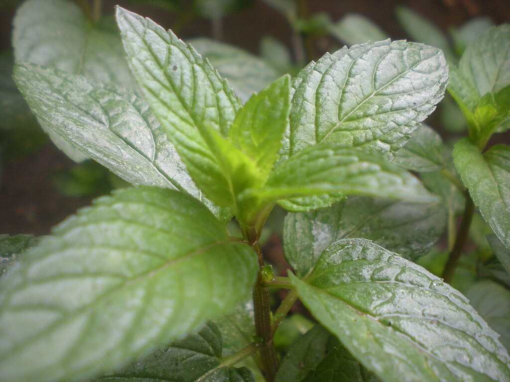 Фото мяты. Мята перечная. Мята перечная черная. Мята перечная Méntha piperíta. Mentha piperita Chocolate Mint.