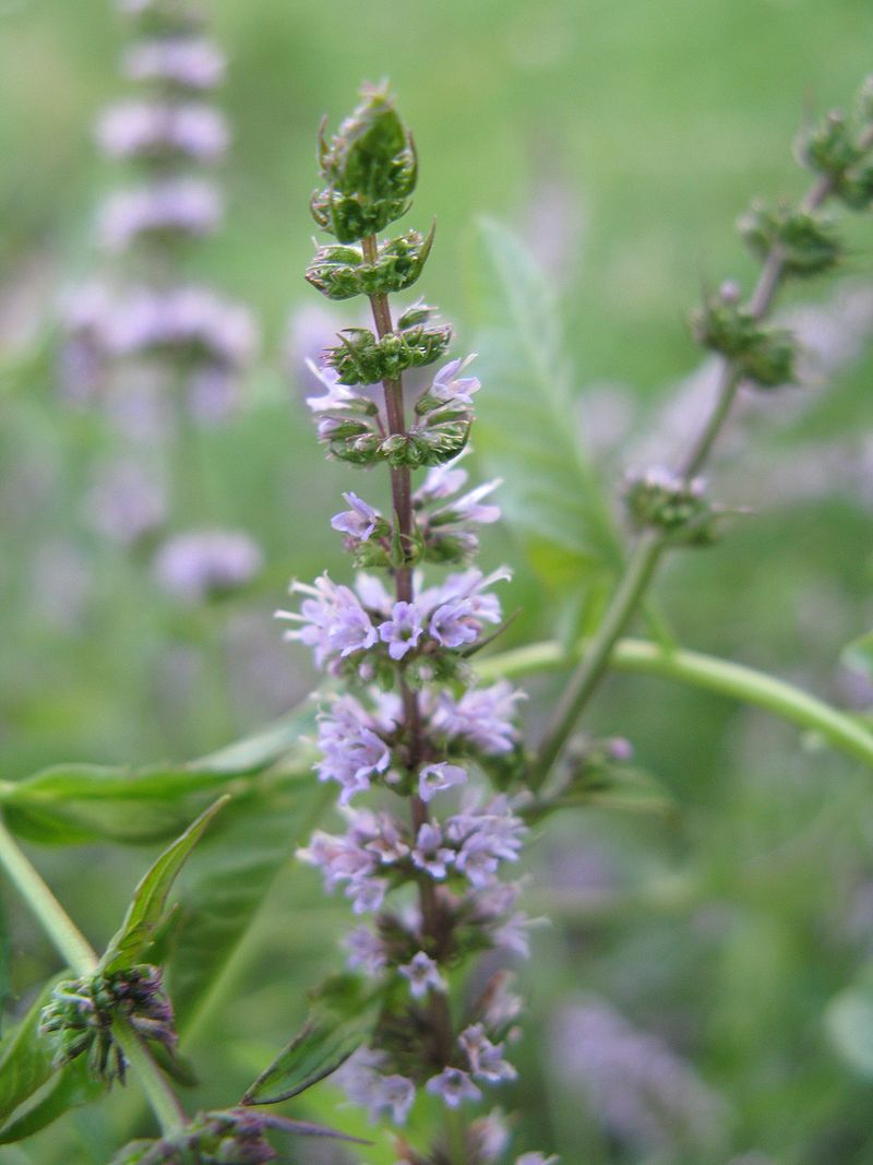 Мята Mentha spicata