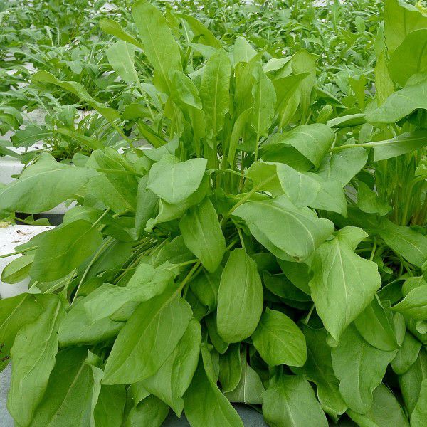 Щавель Крупнолистный: описание сорта, характеристики, агротехника ...