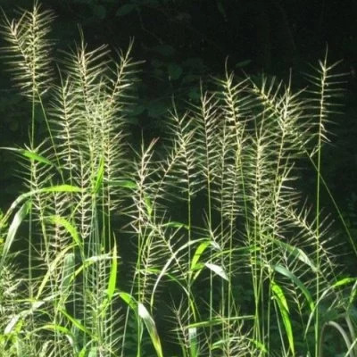 Шероховатка раскидистая: описание растения, фото, характеристики ...