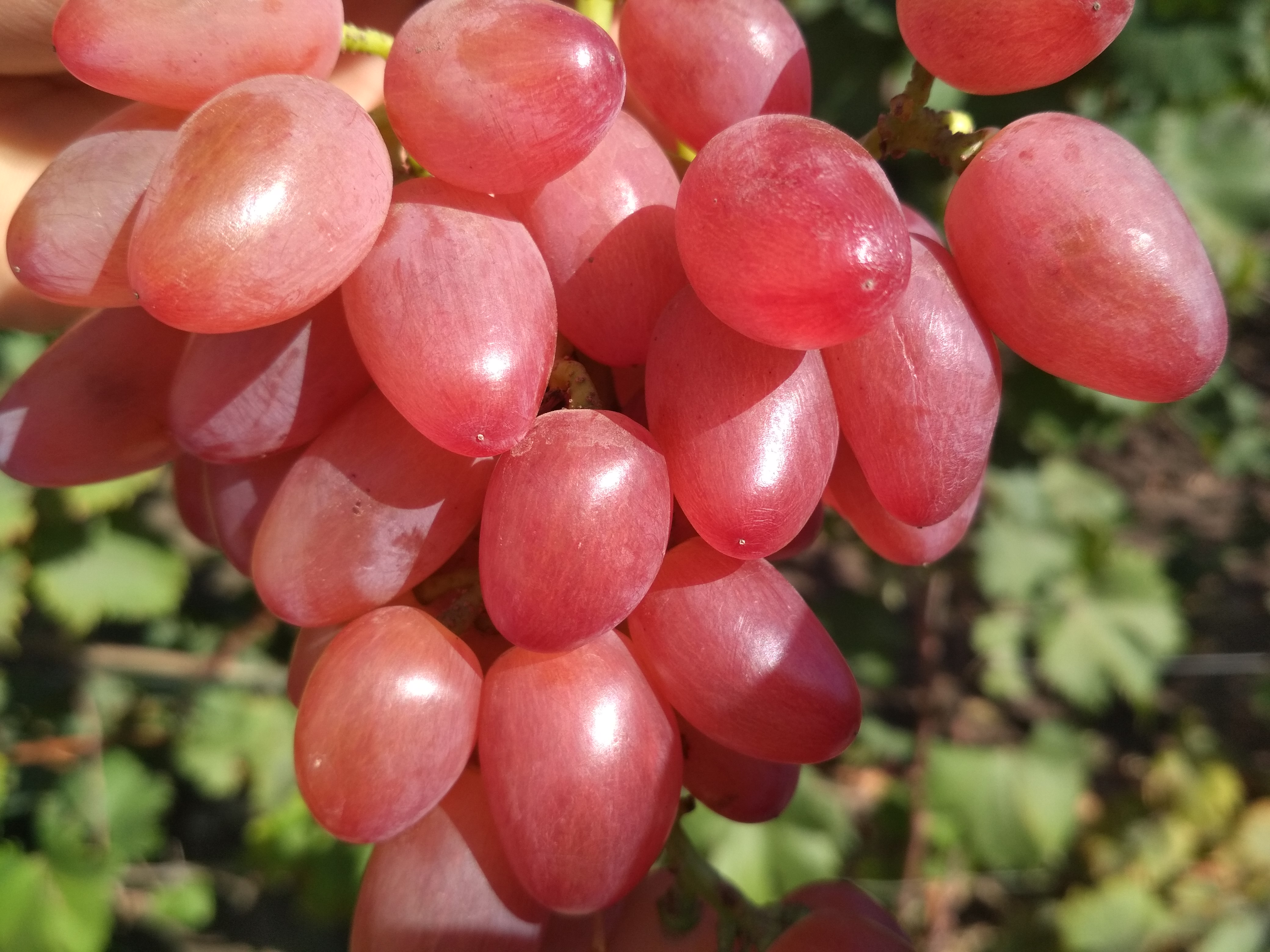 сорт супер экстра. супер виноград описание. виноград супер- экстра. виноград супер экстра цитрин. супер виноград описание.