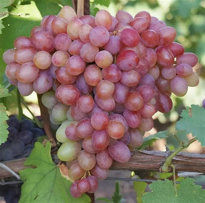 Виноград Танюша: описание и характеристики сорта, особенности ухода и ...