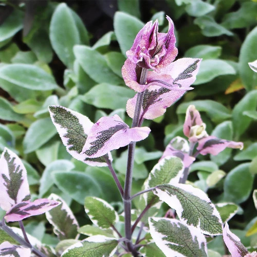 Шалфей (Сальвия) Триколор: описание сорта, характеристики, особенности ...