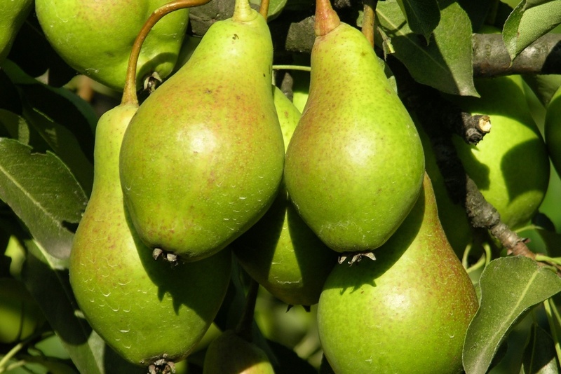 Груша Ровесница: описание и характеристики сорта, особенности посадки и ...