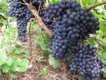 Виноград Амурский Триумф: описание и характеристики сорта, особенности ...