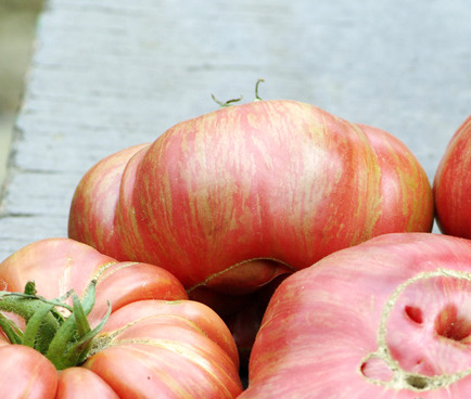 Томат Деревья нижней полосы: описание сорта помидоров, характеристики ...