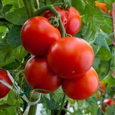 Томат Гаврош: описание сорта помидоров, характеристики. Особенности ...