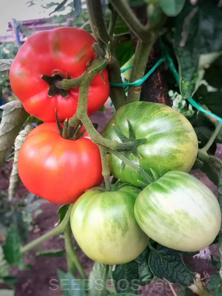 Томат Колхозница: описание сорта помидоров, характеристики. Особенности ...
