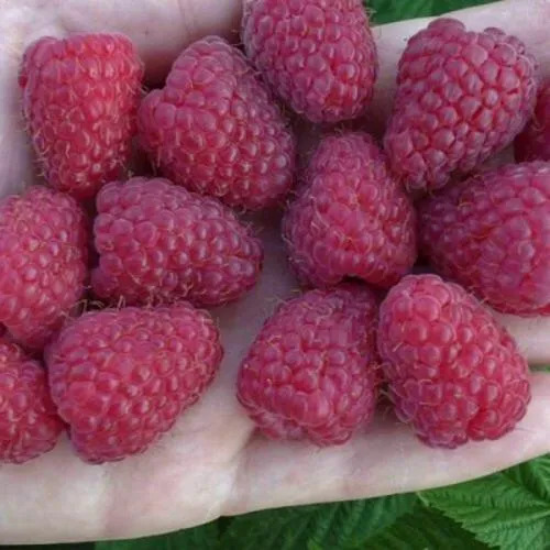 Малина Корпико: описание сорта, особенности и выращивание, сроки ...