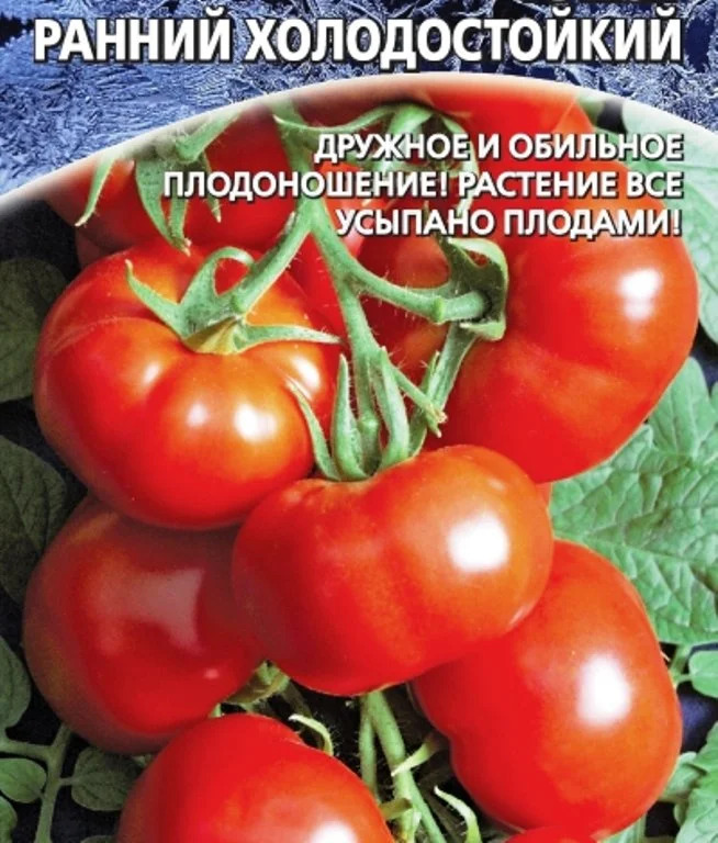 Томат Ранний холодостойкий: описание сорта помидоров, характеристики ...