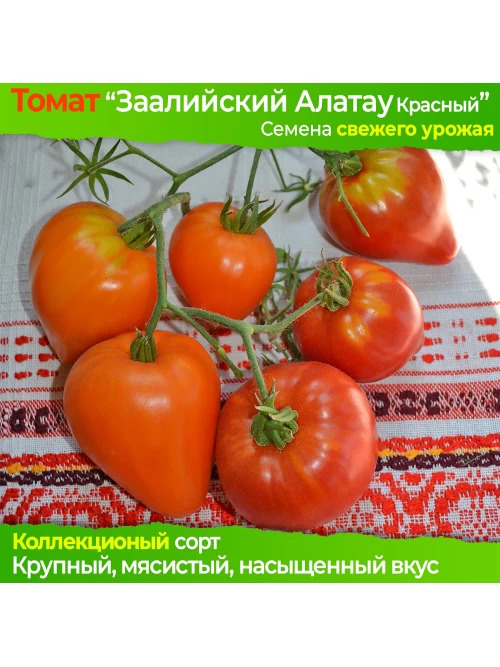 Томат Заилийский Алатау красный: описание сорта помидоров ...