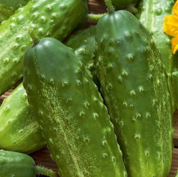 Огурец Апомиксис Коняева: описание и характеристики сорта, правила ...