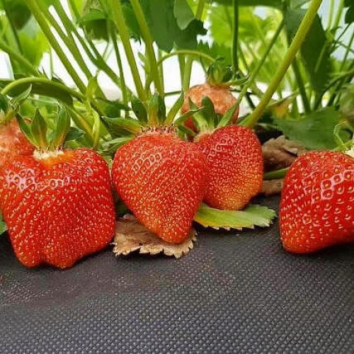 Клубника Арианна: описание и характеристики сорта садовой земляники ...