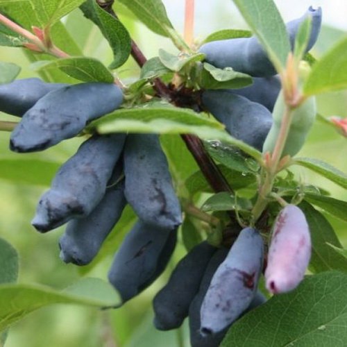 Жимолость Ассоль: особенности и характеристики сорта, правила посадки ...