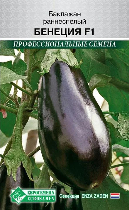 Баклажан Бенеция: описание и характеристика сорта, агротехника ...