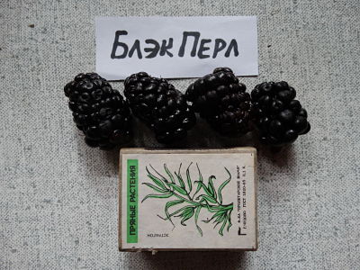 Ежевика Блэк Перл: описание сорта и характеристики, особенности и ...