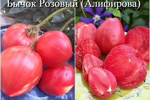 Томат Бычок розовый: описание сорта помидоров, характеристики ...