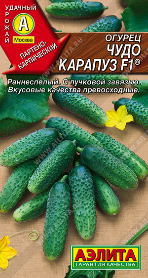 Огурец Чудо карапуз: описание и характеристики сорта, правила посадки и ...