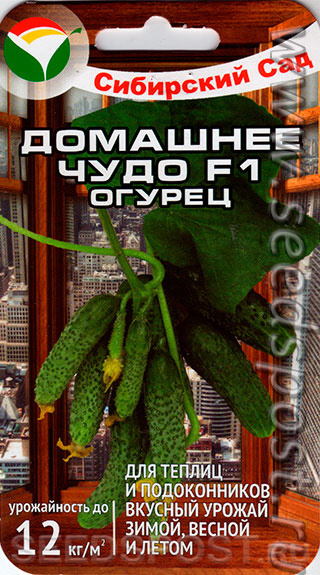 Огурец Домашнее чудо: описание и характеристики сорта, правила посадки ...