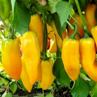 Перец Камала: описание сорта, характеристика плодов, агротехника ...