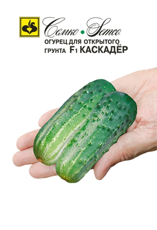 Огурец Каскадер: описание и характеристики сорта, правила посадки и ...