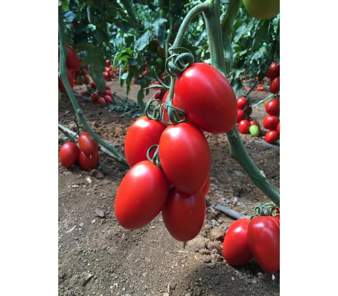 Томат Колеос F1: описание сорта помидоров, характеристики. Особенности ...