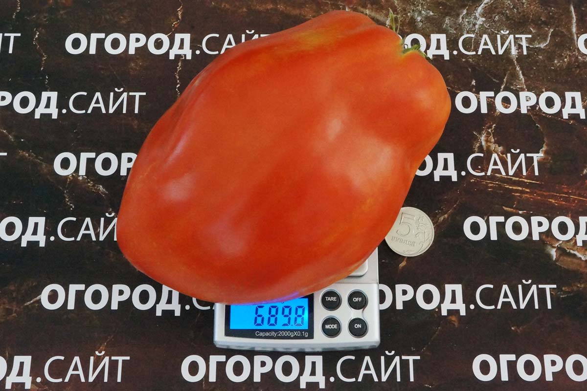 Томат Козий мешок: описание сорта помидоров, характеристики ...