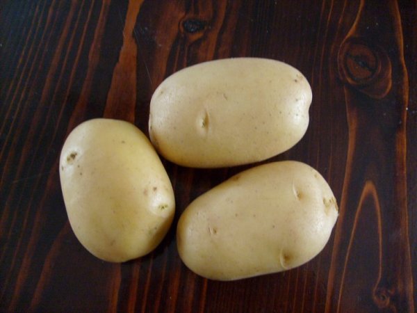 Картофель Лига: описание и характеристики, особенности посадки и ...