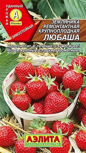 Клубника Любаша: описание и характеристики сорта садовой земляники ...