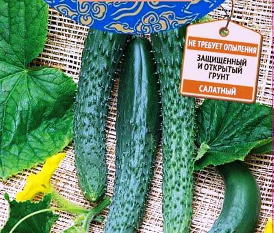 Огурец Любимец Конфуция: описание и характеристики сорта, правила ...