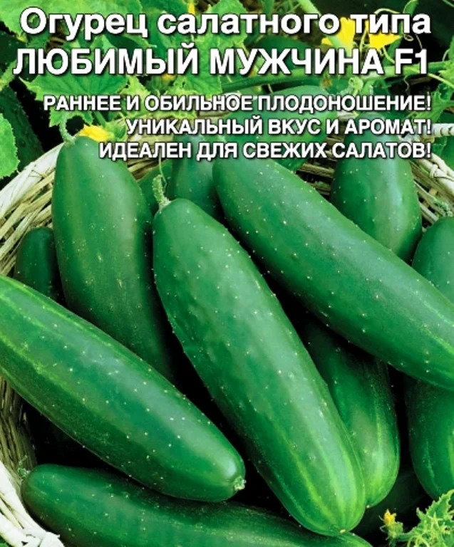 Огурец Любимый мужчина: описание и характеристики сорта, правила ...