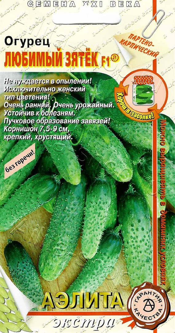 Огурец Любимый зятек: описание и характеристики сорта, правила посадки ...