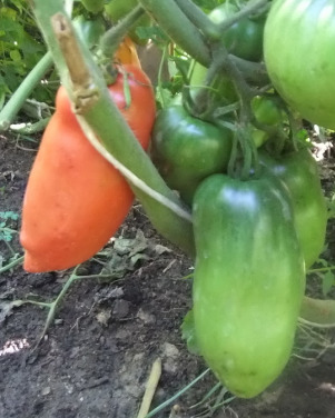 Томат Мангольд: описание сорта помидоров, характеристики. Особенности ...