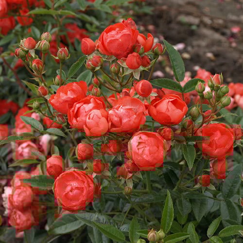 Роза Миниатюр Оранж: особенности и характеристика сорта, правила ...