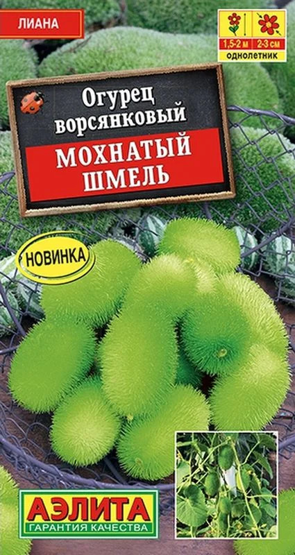 Огурец ворсянковый Мохнатый шмель: описание и характеристики сорта ...