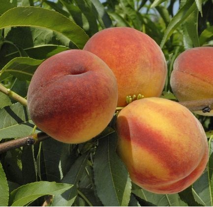 Персик Онтарио: особенности и характеристики сорта, правила посадки ...