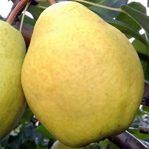 Груша Осенний великан: описание и характеристики сорта, особенности ...