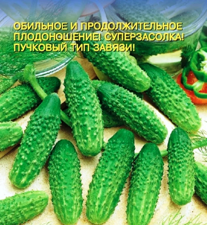 Огурец Пчелка: описание и характеристики сорта, правила посадки и ...