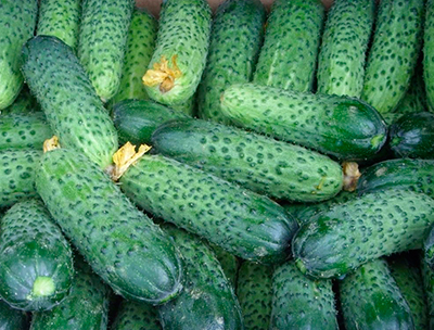 Огурец Резвый: описание и характеристики сорта, правила посадки и ...