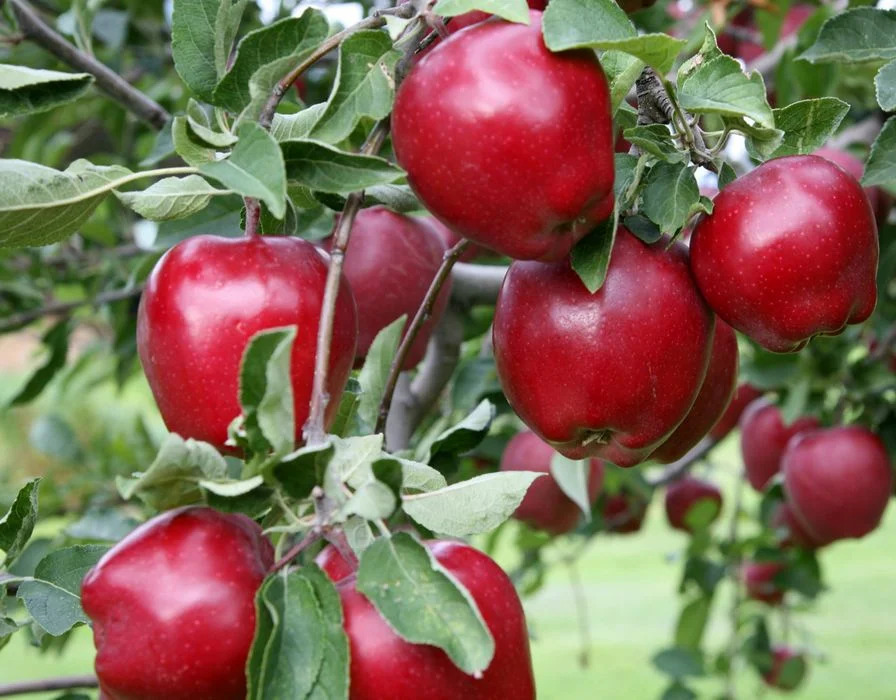 Редлав калипсо яблоня. Сорт яблок ред чиф. Яблоня ред чиф саженцы. Яблоня сорт redlove era. Яблоня вампира описание.