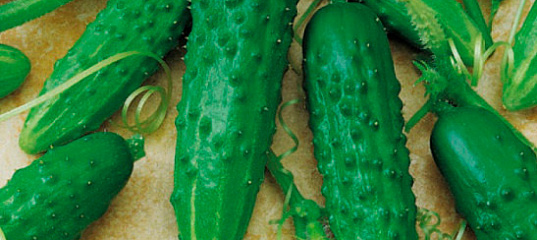 Огурец Рушничок: описание и характеристики сорта, правила посадки и ...