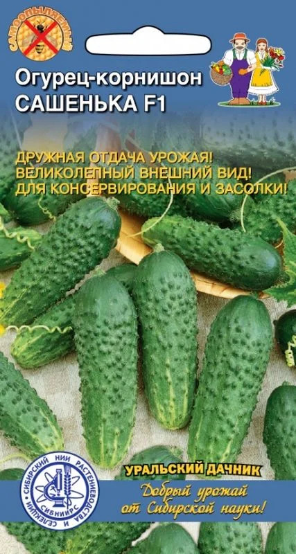 Огурец Сашенька: описание и характеристики сорта, правила посадки и ...