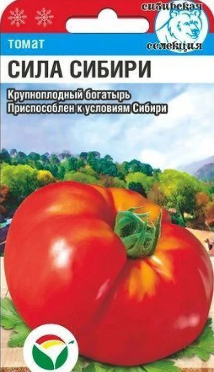 Томат Сила Сибири: описание сорта помидоров, характеристики ...